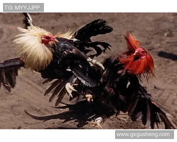 多姆扎与乌法的精彩对决谁将赢得这场激烈的较量